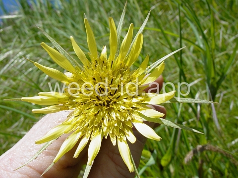 salsify, western